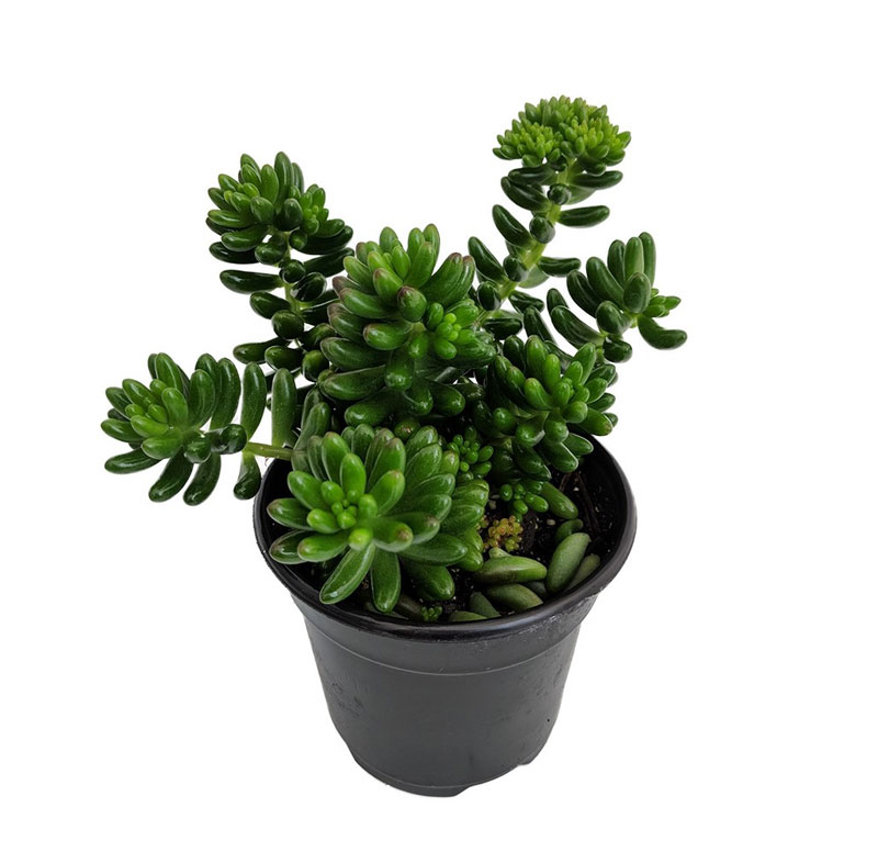 سدوم غوره ای